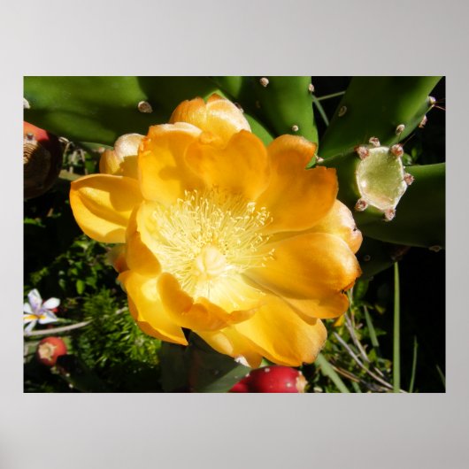 Poster Fleur de Cactus Fleurit en Orange (Devant)