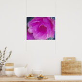 Poster Fleur de cactus hérisson rose (Echinocereus (Cuisine)