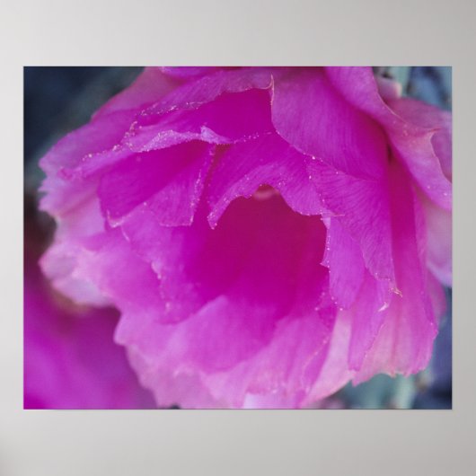 Poster Fleur de cactus hérisson rose (Echinocereus (Devant)