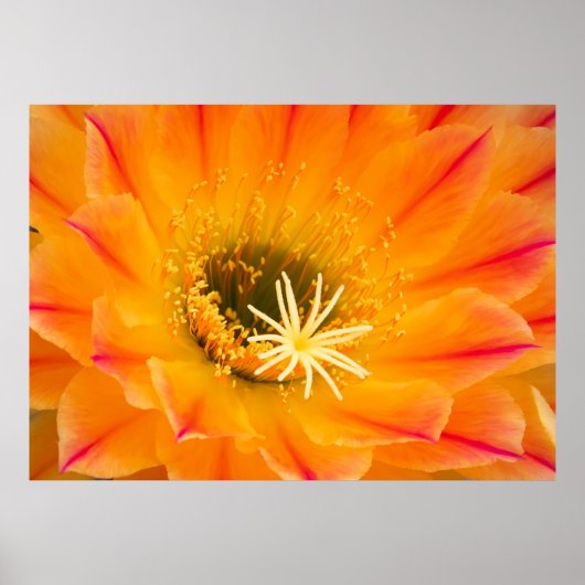 Poster Fleur de cactus jaunes (Devant)