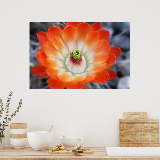 Poster Fleur de cactus orange (Cuisine)