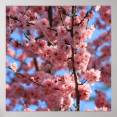 Poster Fleur de cerise (Devant)