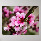 Poster Fleur de cerise (Devant)