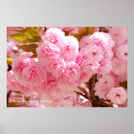 Poster Fleur de cerise double : Sato-zakura (Devant)