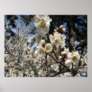 Poster Fleur de cerisier blanc / Sakura / ク(桜)