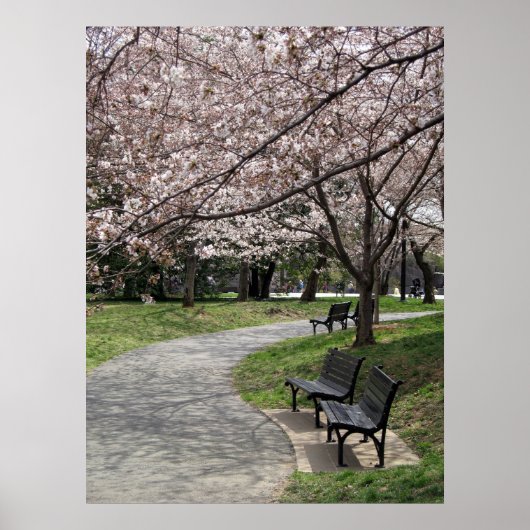 Poster fleur de cerisier de washington (Devant)