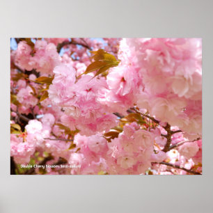 Poster Fleur de cerisier double