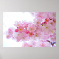 Fleur de cerisier japonaise