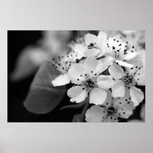 Poster Fleur de cerisier noir et blanc