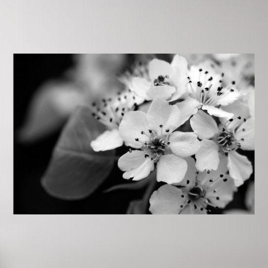 Poster Fleur de cerisier noir et blanc (Devant)