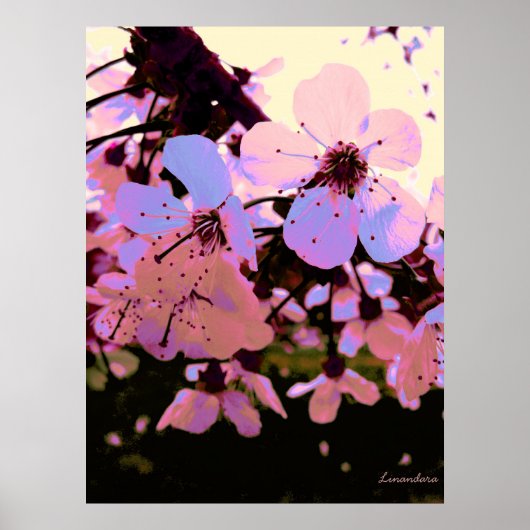 Poster Fleur de cerisier rose (Devant)