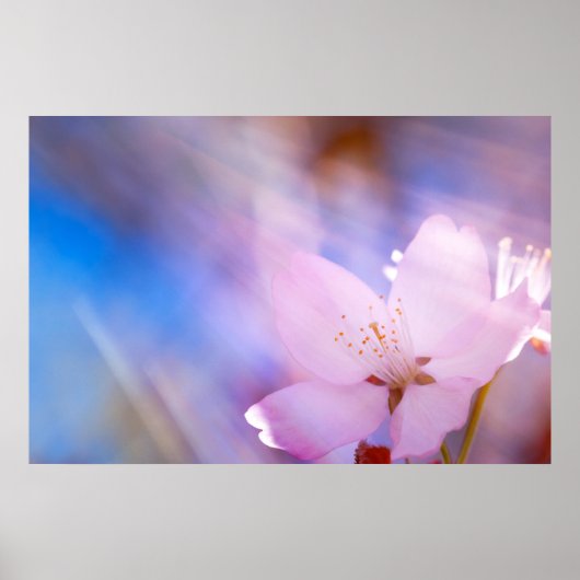Poster Fleur de cerisier rose (Devant)