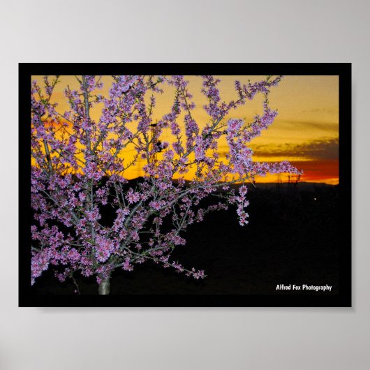 Poster Fleur de cerisier rose dans un ciel jaune (Devant)