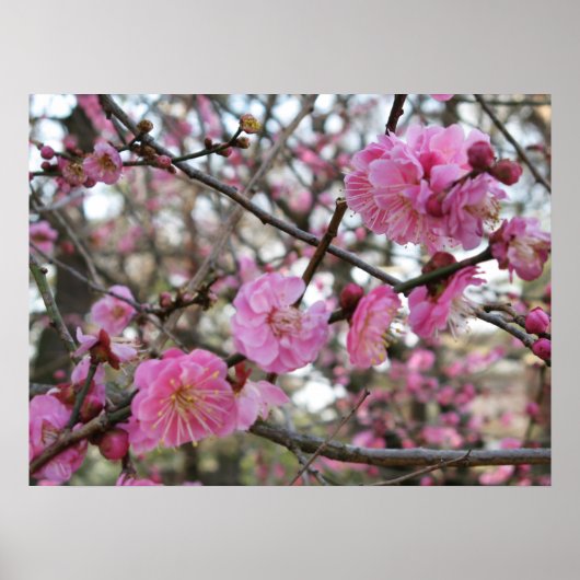 Poster Fleur de cerisier rose / Sakura / ク(桜) (Devant)