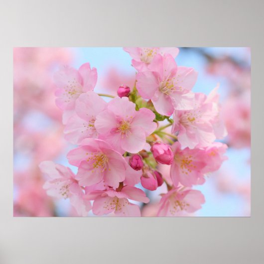 Poster Fleur de cerisiers (Devant)