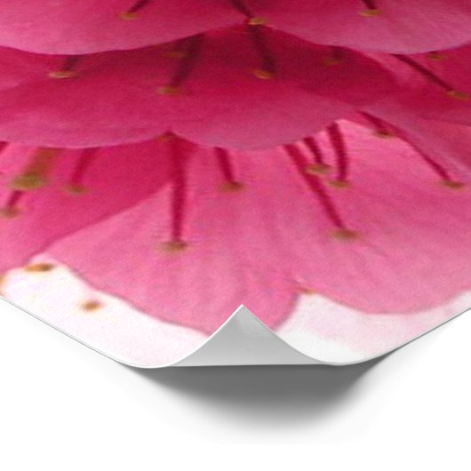 Poster Fleur de cerisiers (Coin)