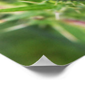 Poster Fleur de chardon (Coin)