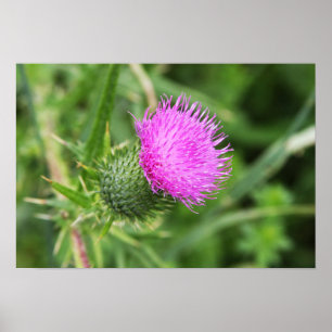 Poster Fleur de chardon