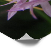 Poster Fleur de chardon (Coin)