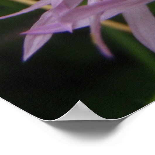 Poster Fleur de chardon (Coin)