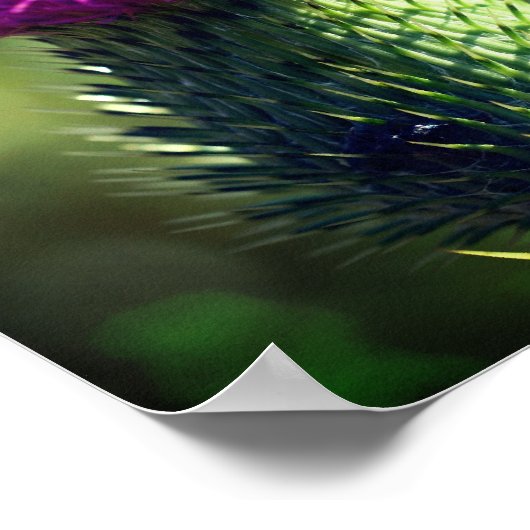 Poster Fleur de chardon violet (Coin)