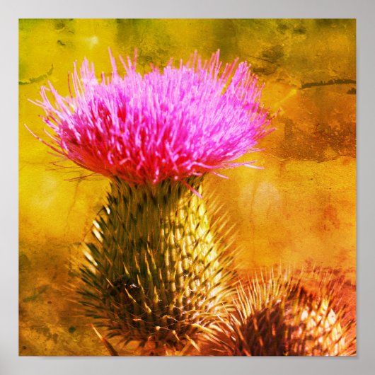 Poster Fleur de chardon violet Gros plan (Devant)