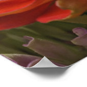 Poster fleur de chrysanthème (Coin)