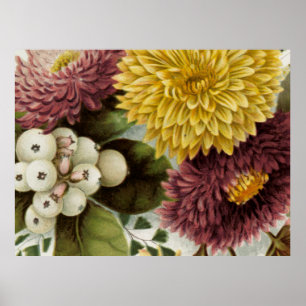Poster Fleur de Chrysanthème Mum Floral