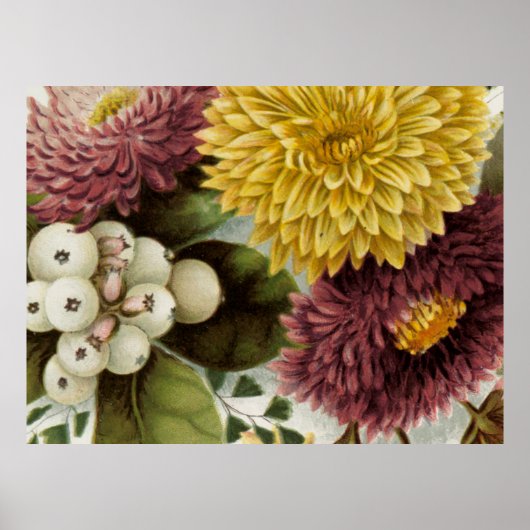 Poster Fleur de Chrysanthème Mum Floral (Devant)