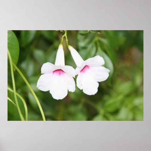 Poster Fleur de cloche de mariage (Devant)