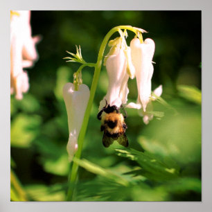 Poster Fleur de Colombine Blanche Et Bumble Bee