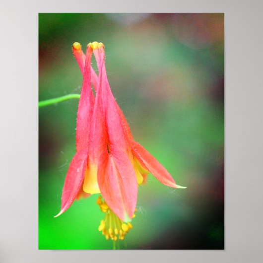 Poster Fleur de colonne délicate (Devant)
