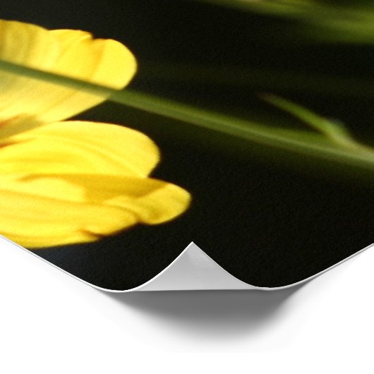 Poster Fleur de cosmos jaune (Coin)