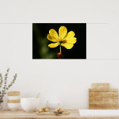 Poster Fleur de cosmos jaune (Cuisine)