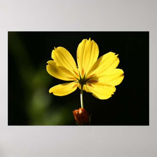 Poster Fleur de cosmos jaune (Devant)