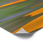 Poster Fleur de cosmos orange au-dessus de l'eau (Coin)