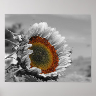 Poster Fleur de couleur partielle de tournesol