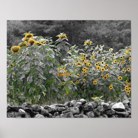 Poster Fleur de couleur partielle du jardin de tournesol (Devant)