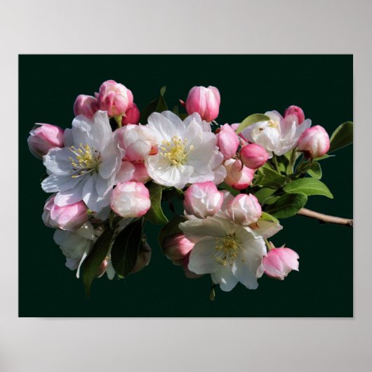 Poster Fleur de crabe printanière joyeuse (Devant)