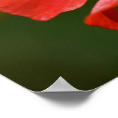 Poster Fleur de crapaud d'Islande (Coin)