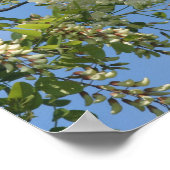 Poster Fleur de Criquet blanc délicat Fleurs Ciel bleu (Coin)