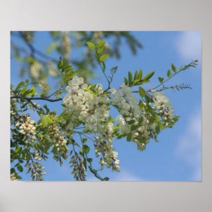 Poster Fleur de Criquet blanc délicat Fleurs Ciel bleu