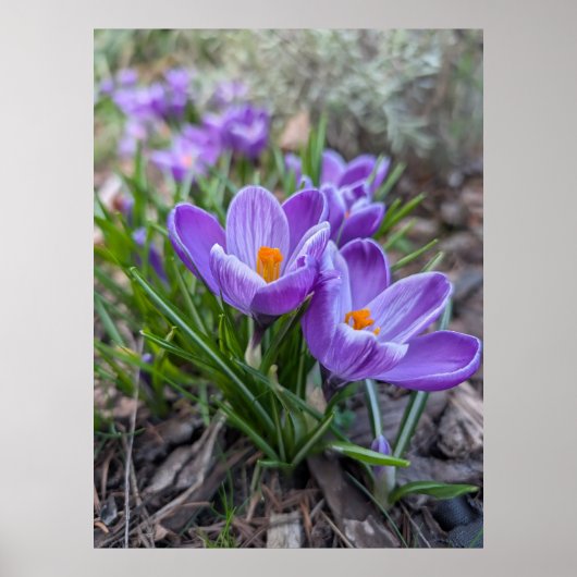 Poster Fleur de Crocus Pourpre (Devant)