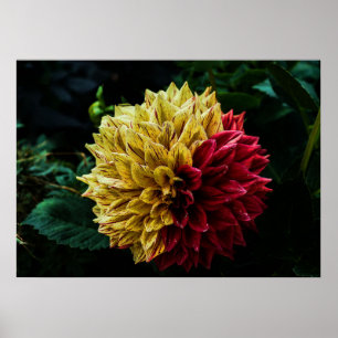 Poster Fleur de dahlia