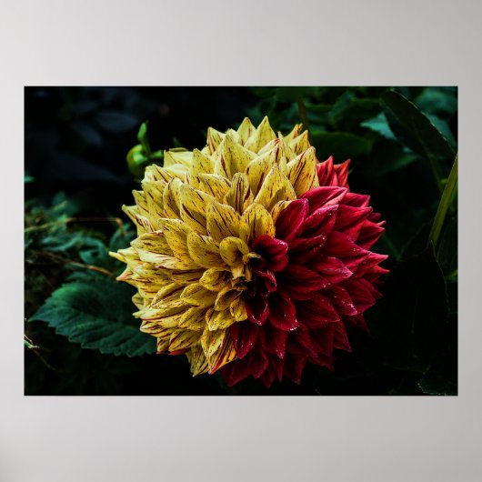 Poster Fleur de dahlia (Devant)