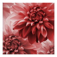 Fleur de dahlia de monotone rouge vif