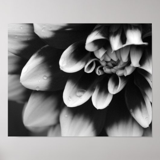 Poster Fleur de Dahlia noir et blanc (Devant)