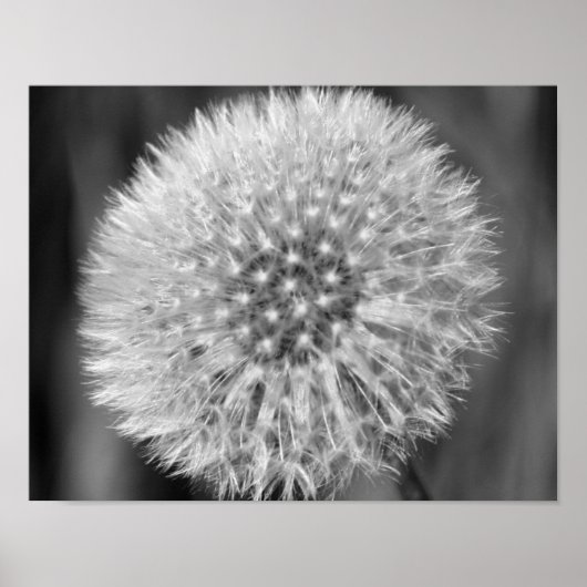 Poster Fleur De Dandelion Blanc Fluffeux En Noir Et Blanc (Devant)