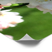 Poster Fleur de début de printemps fleurs de pomme 2 (Coin)