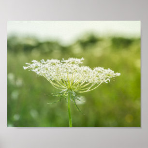 Poster Fleur de dentelle de la reine Anne